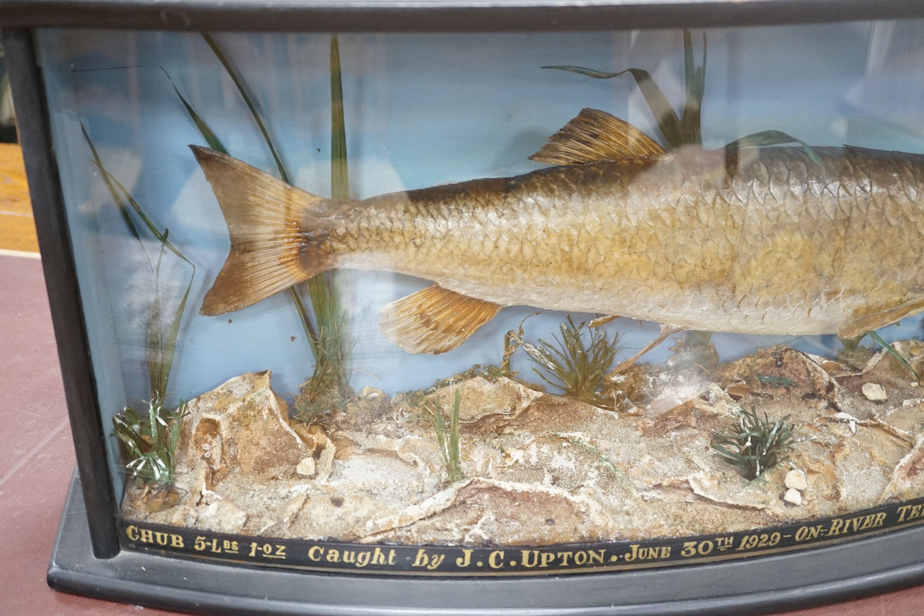 A cased taxidermy Chubb, caught on the river Tern by JC Upton, mounted by C. Wheeldon, 73 cms wide.